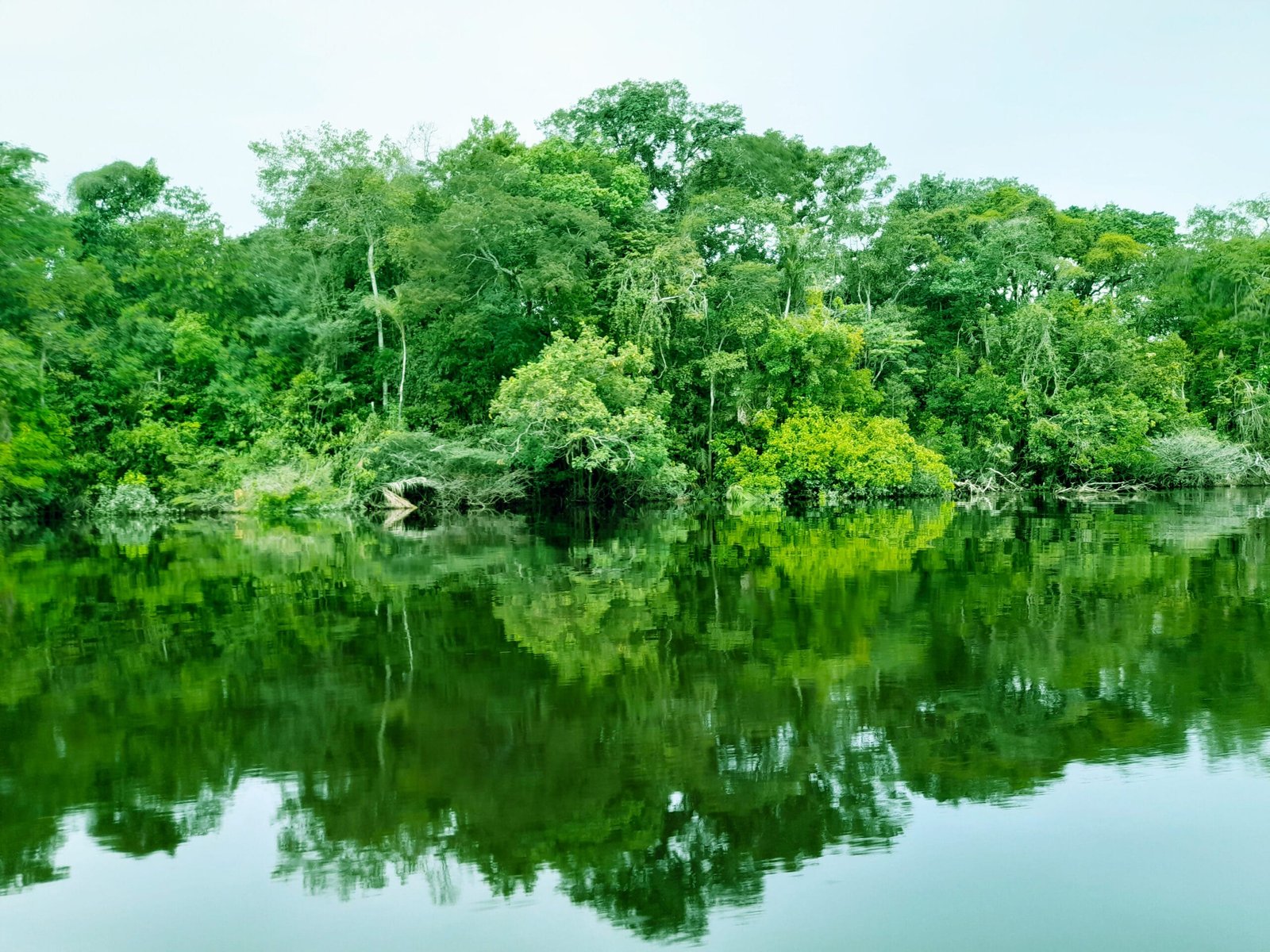 Paisagem da floresta refletida no rio